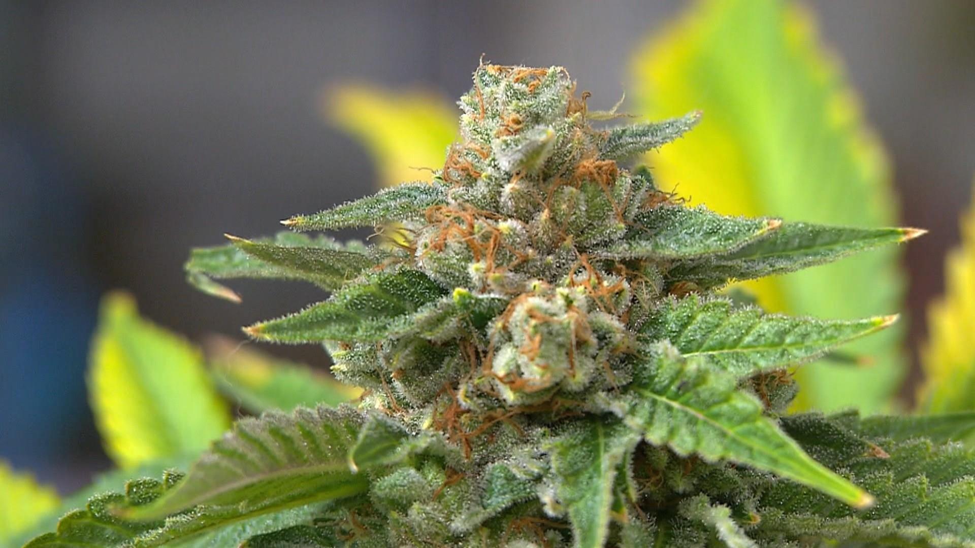 Mail Order Marijuana: Securely Accessing Your Favorite Strains