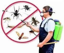 Termites, Rodents, and Insects, Oh My! How to Deal with Household Pests