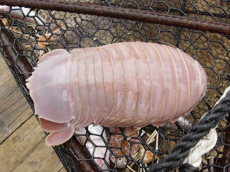 Giant Isopods: The Giants of the Deep-Sea Floor