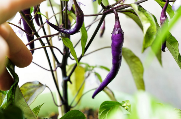 Exploring the Colorful World of Cayenne Pepper Varieties