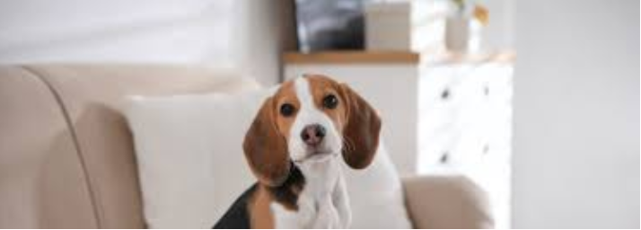 Pet Lovers’ Dream in Eau Claire