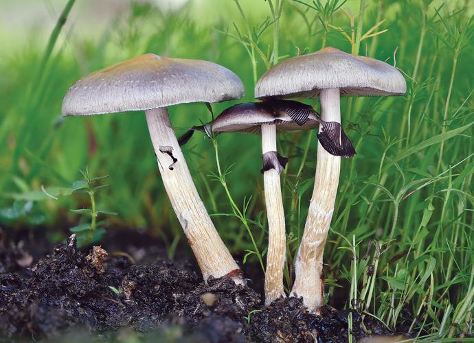 An effective destination to get clean mushrooms in Washington, DC