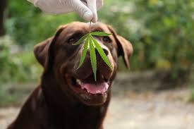 The Delicious Way to Ease Dog Anxiety: CBD Treats