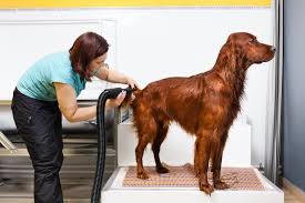Grooming Magic: Transform Your Dog’s Look with the Right Dryer