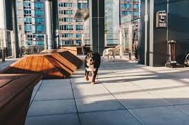 Live the Good Life with Your Pooch in Fort Collins Apartments