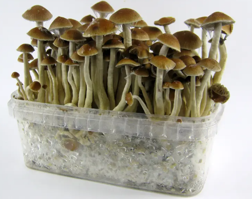 DC’s Shroom Market: Trends and Insights