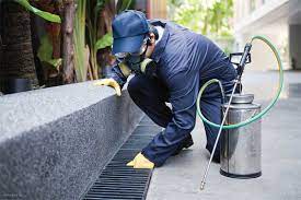 Termites, Rodents, and Pesky insects, Oh My! How to approach Family Pests