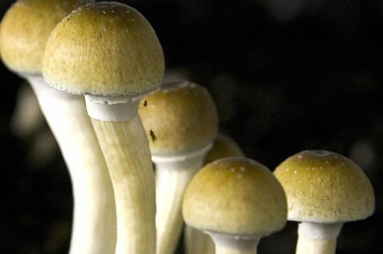 Moving the Psychedelic Pathway of DC Shrooms