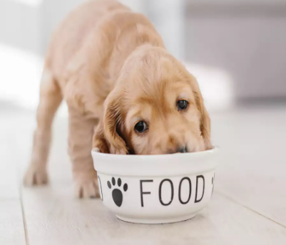 Puppy Playtime Bliss: Top-Rated Chew Toys for Your Furry Friend