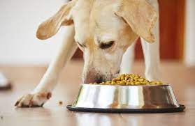Premium Raw Dog Food Choices for Pets in Massapequa